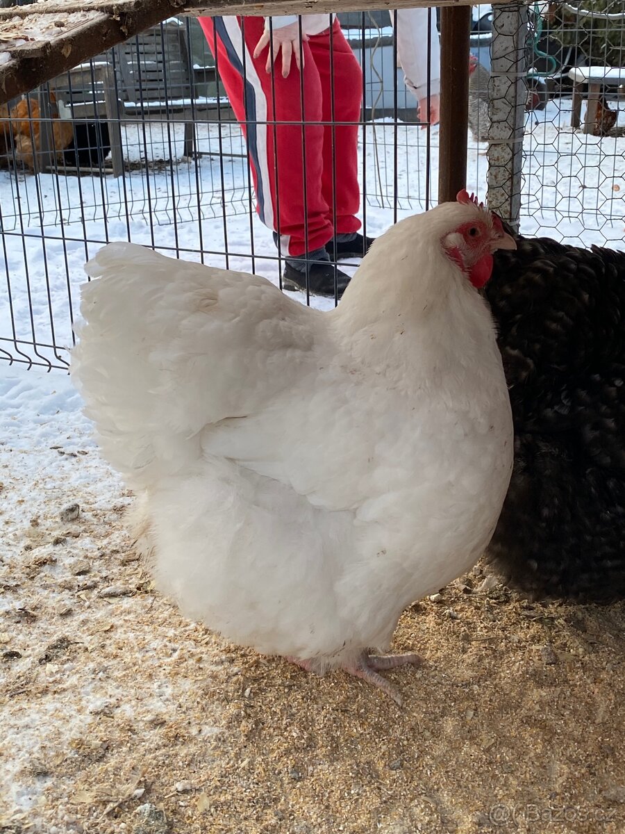 Orpingtonka velká bílá chovný kmen - 7