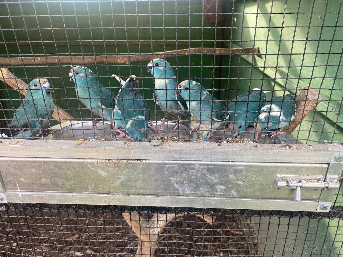 Kakariki modrý a modré straky - 7