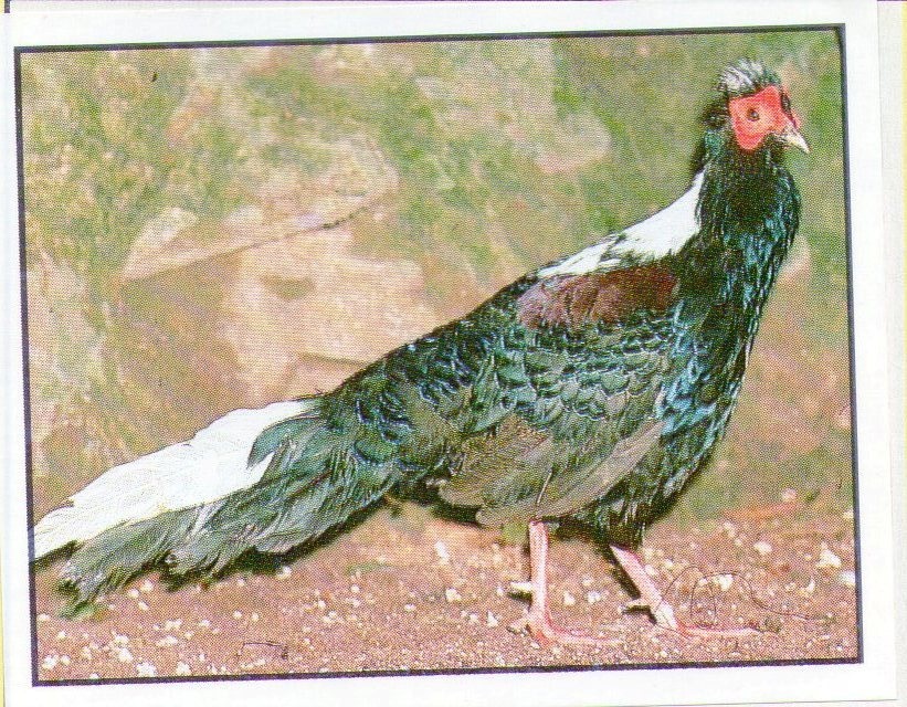 Encyklopedie ohrožených zvířat WWF Lutra Panini (1991) - 7