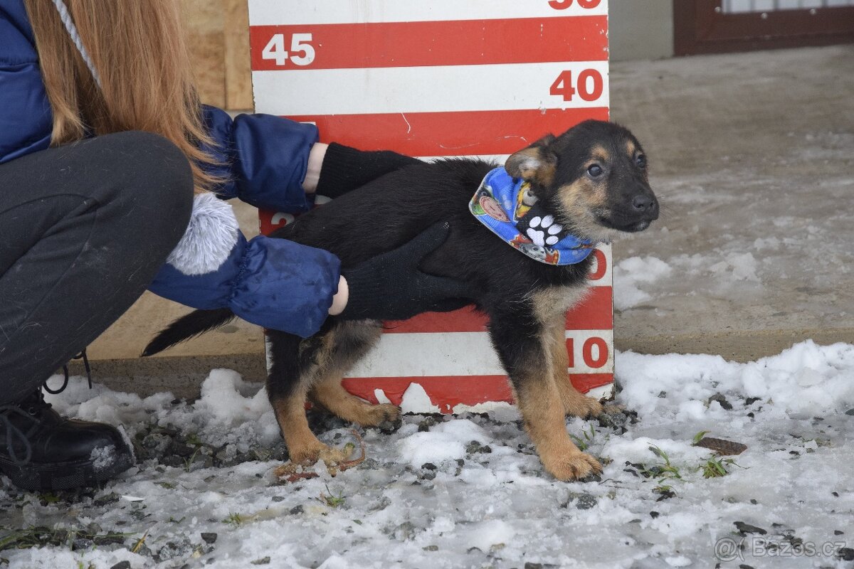 Sidney hledá domov - 7