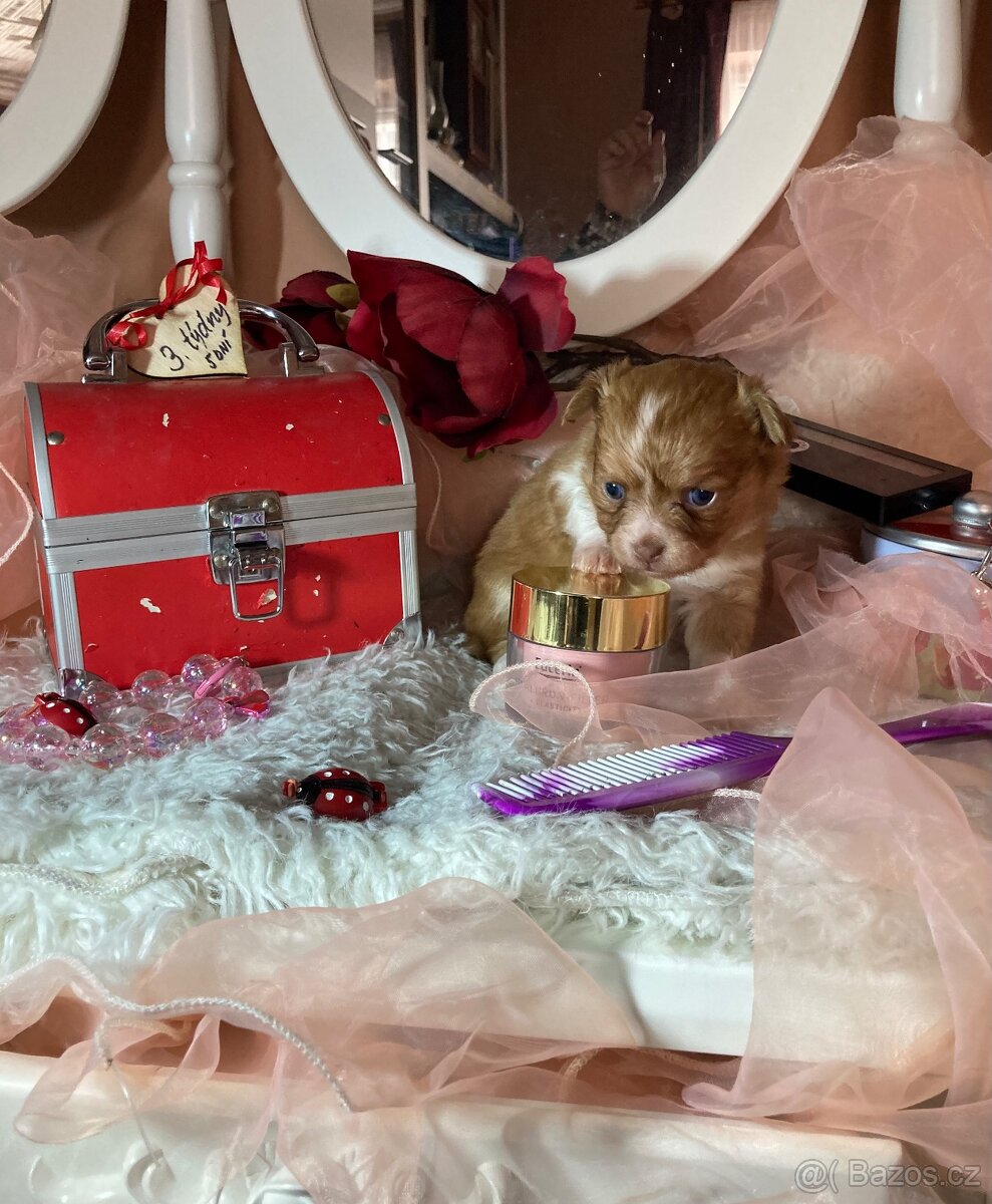 Čivava stáří 7 týdnů - 7