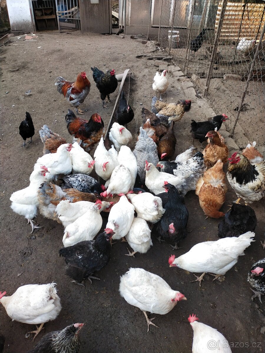 Kuřátka a běžci - 7