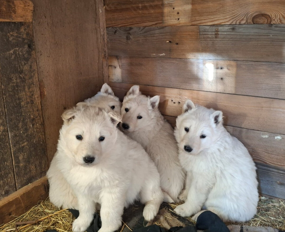 Štěňátka - bílý švýcarský ovčák - 7