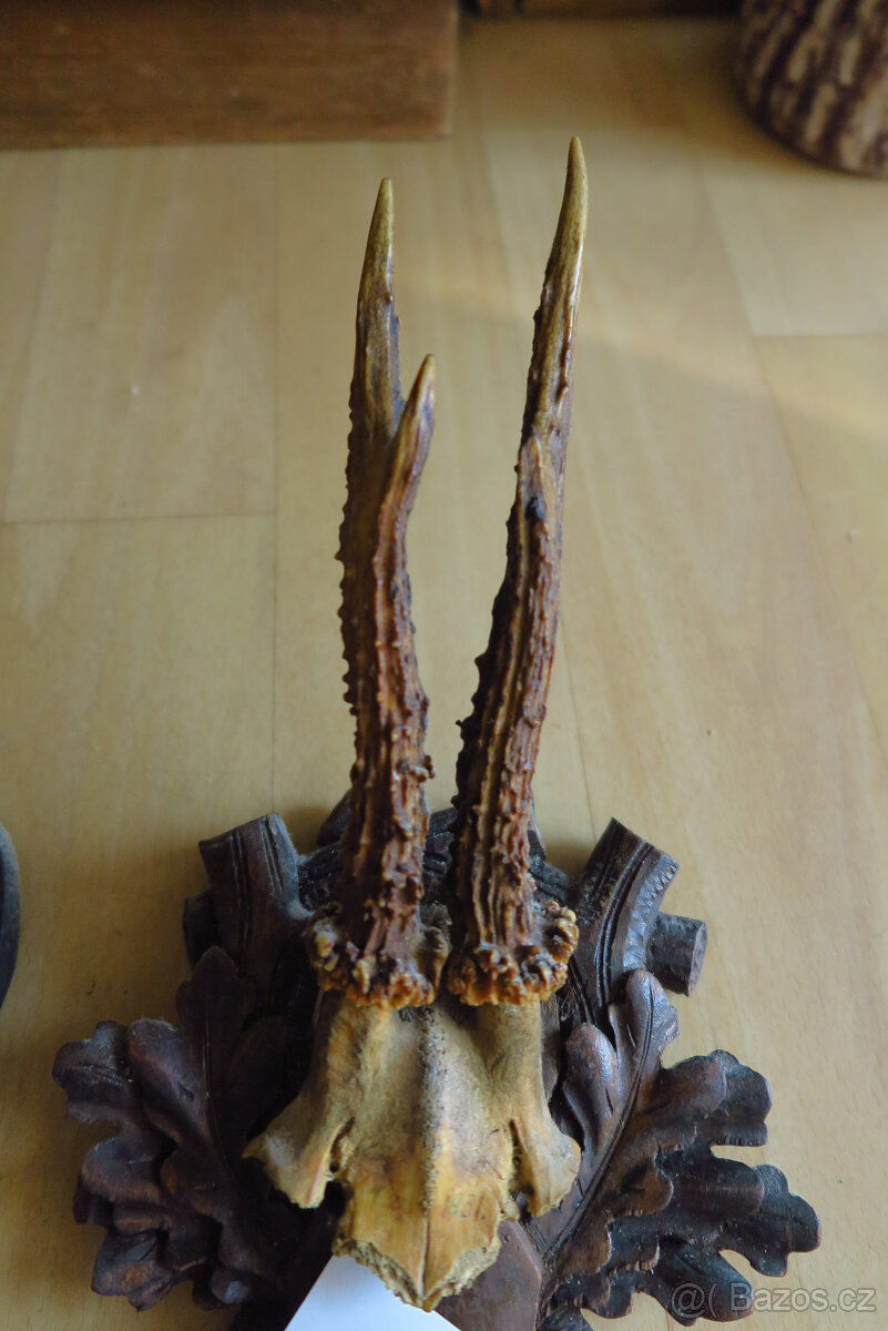 Srnčí parůžky - 7