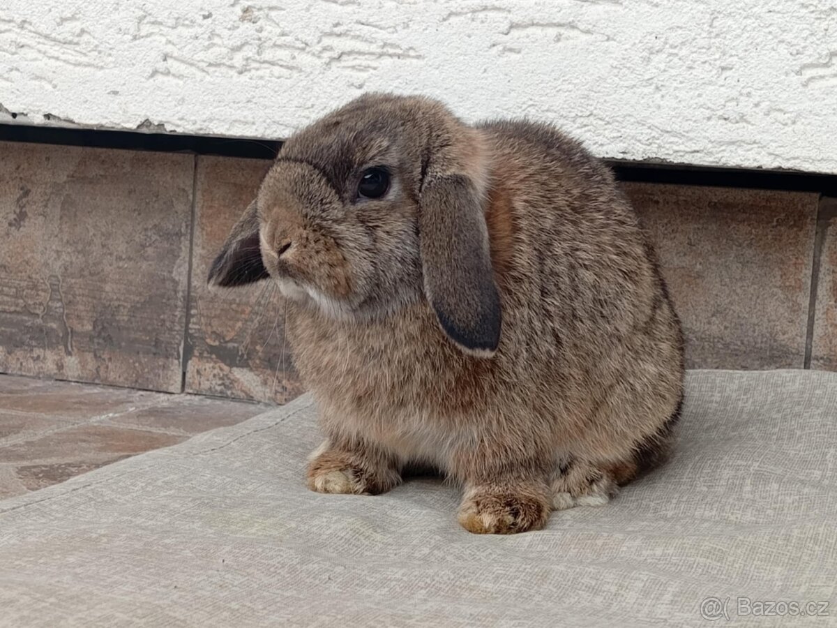 Volná samička - Anglický Zakrslý Beránek MiniLop🍑 - 7