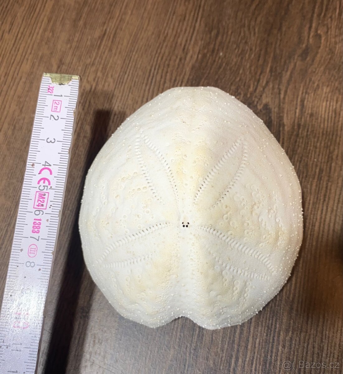 Mušle, Mechovky, Ježci, Krabi atd. - 7