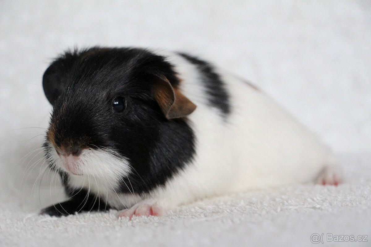 Morče, morčata, morčátko s PP - krátkosrstá - 7