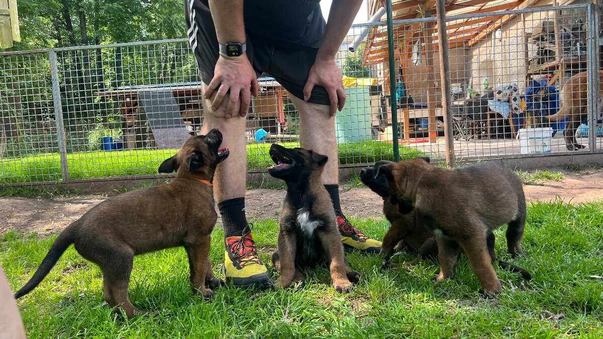 Belgický ovčák Malinois - 7