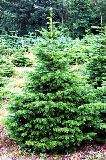 VÁNOČNÍ STROMKY - 7