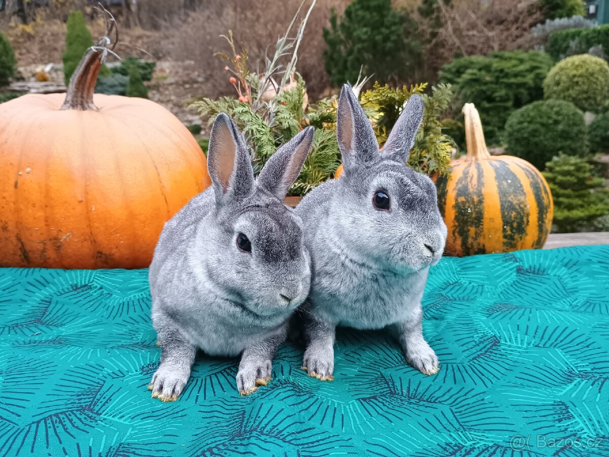 Zakrslý rex činčilový miminka - 7