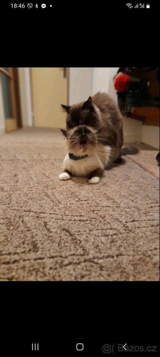Ragdoll ke kryti - 7