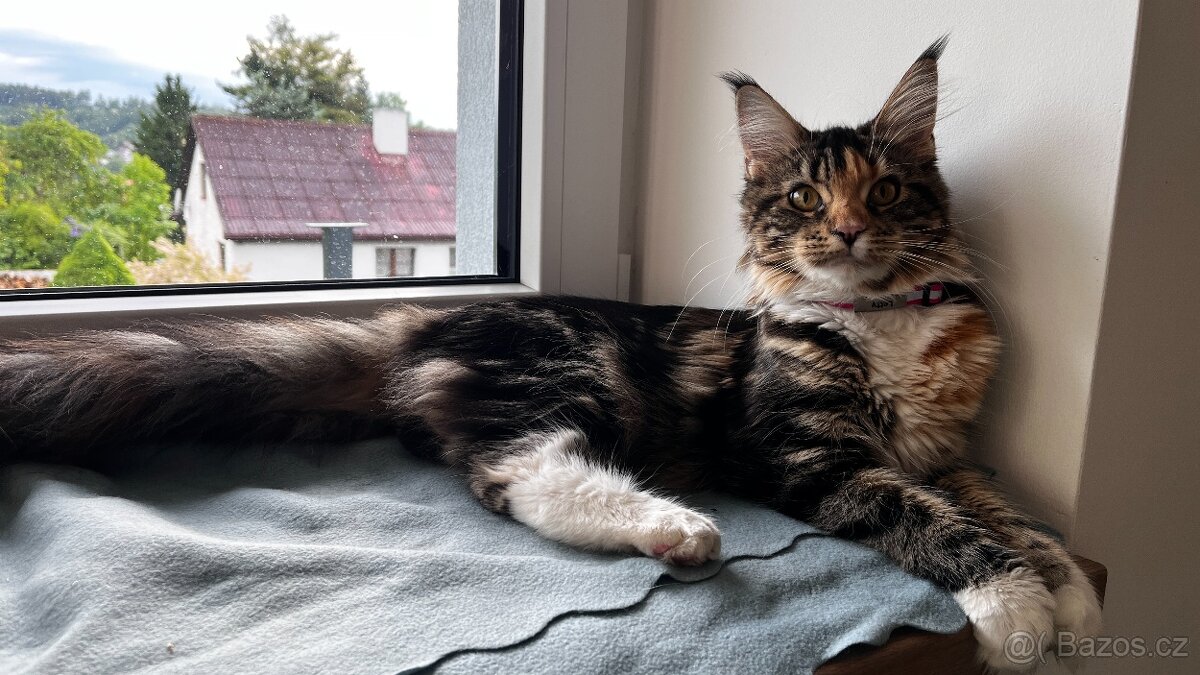 Mainská Mývalí - 7