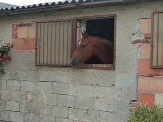 Ustájení Rychnov nad Kněžnou - 7