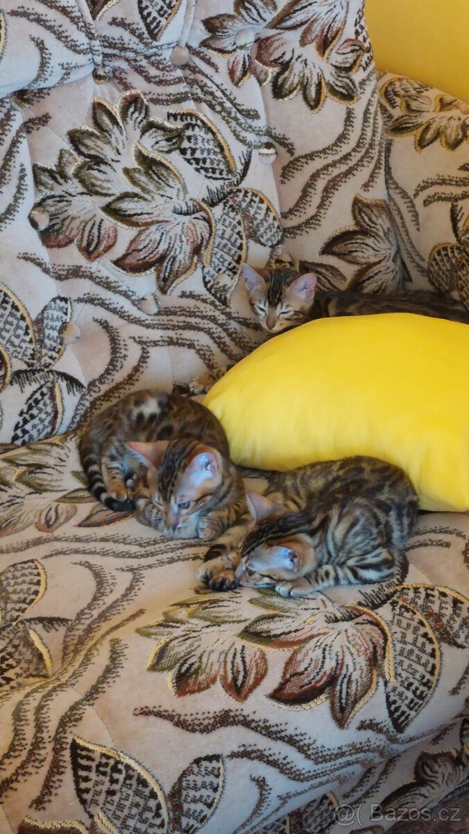 Bengalská kočka-koťátka s PP - 7