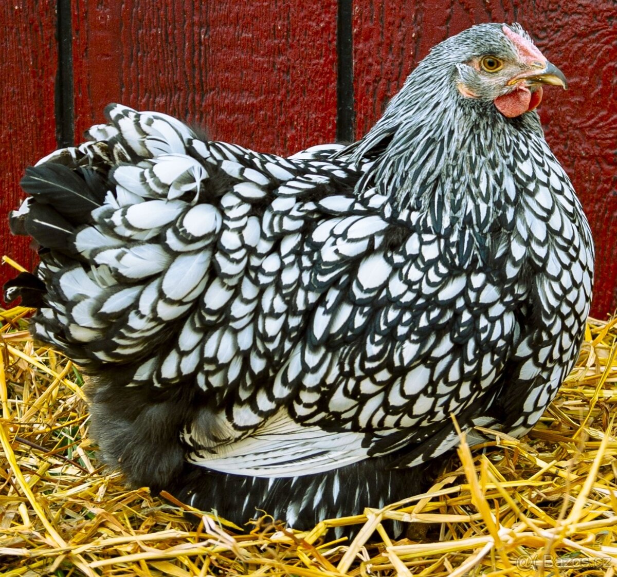 Slepičky Wyandotky zdrobnělé na vajíčka i na okrasu - 7