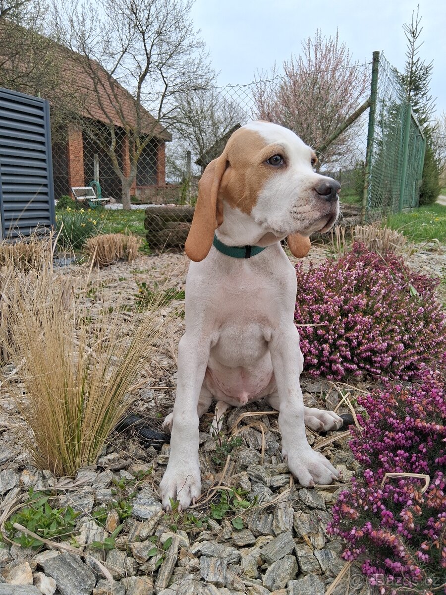 Arlo Bigladybugs - anglický pointer s PP - 7