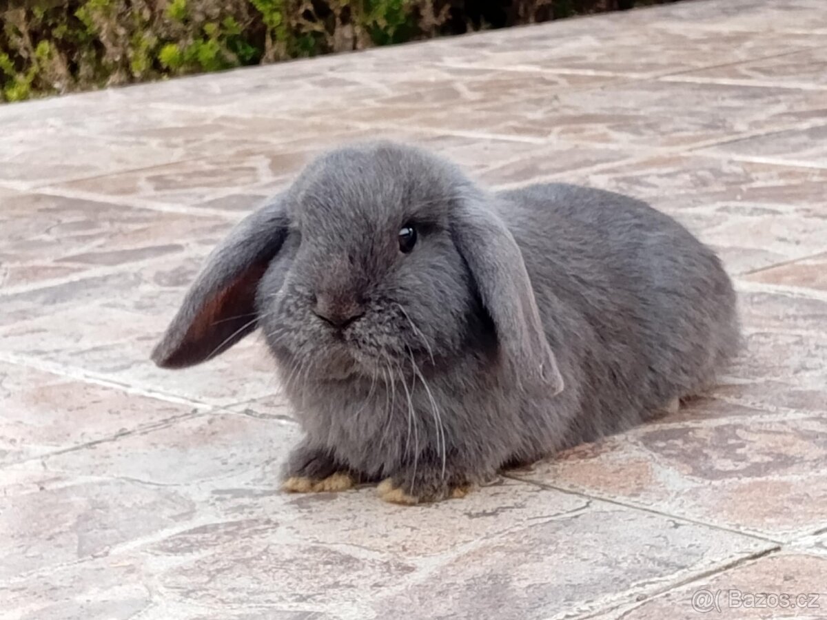 Samička Zakrslý Beránek MiniLop ❤️❤️🍑 - 7