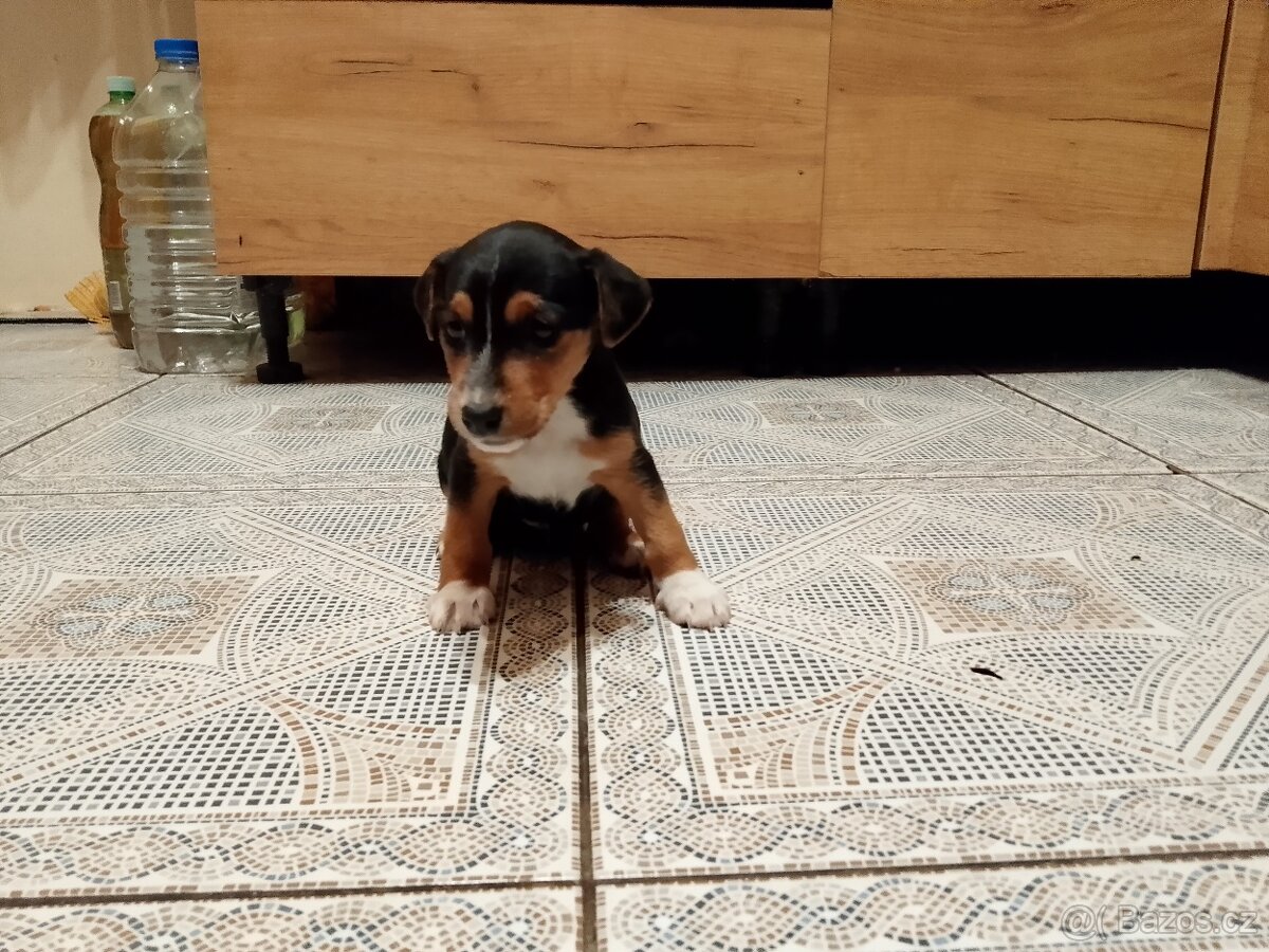 Jack Russell teriér - 7