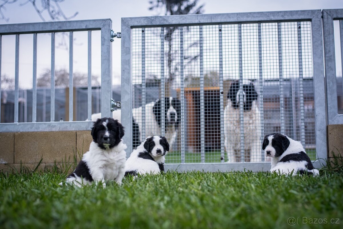 Landseer - štěňata s PP - 7