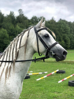 Připouštění čistým arabským hřebcem - 7