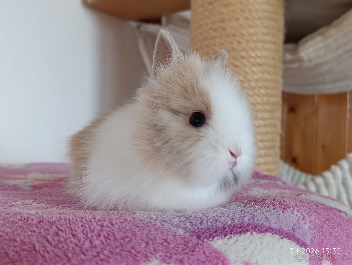 Zakrslý teddy králík - mláďata - 7