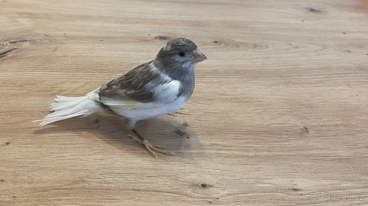 Nabízím samička narozeniny 6/2025. - 7