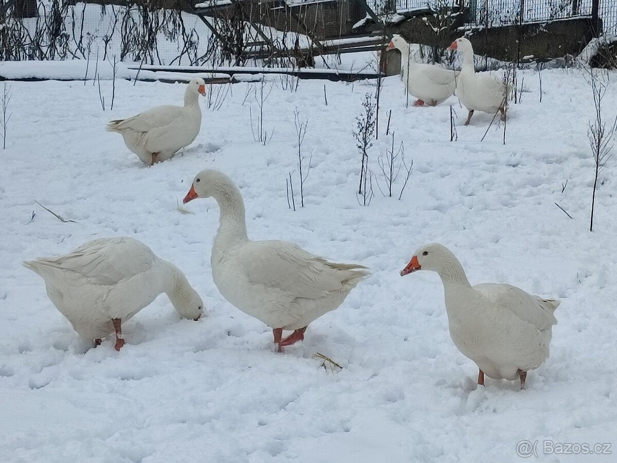 Nemecka nosna. Dvoulety kmen - 7