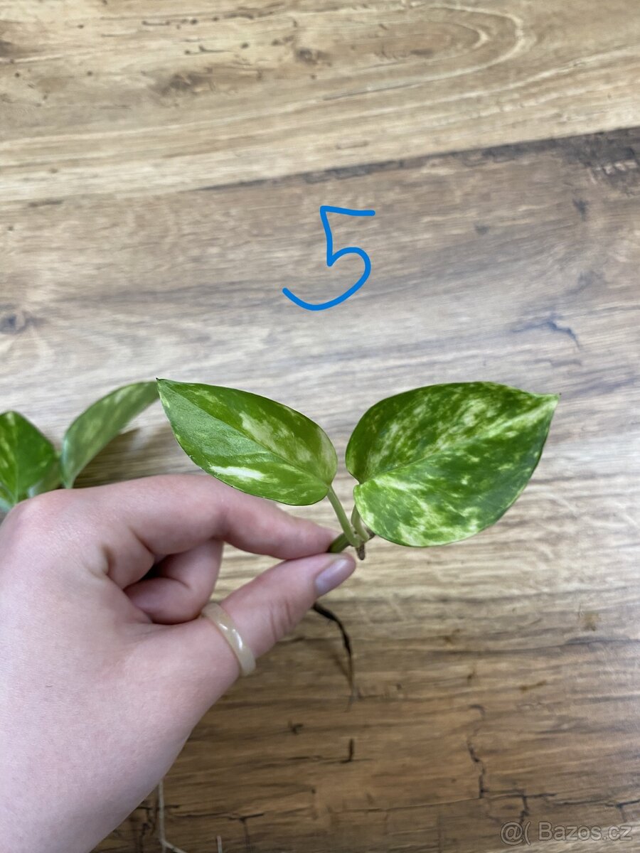 Epipremnum aureum - zakořeněné řízky - 7