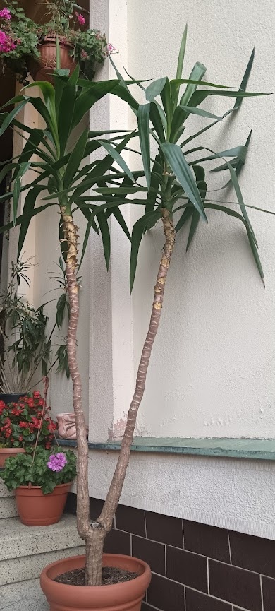 Juka, šeflera, zelenec - 7