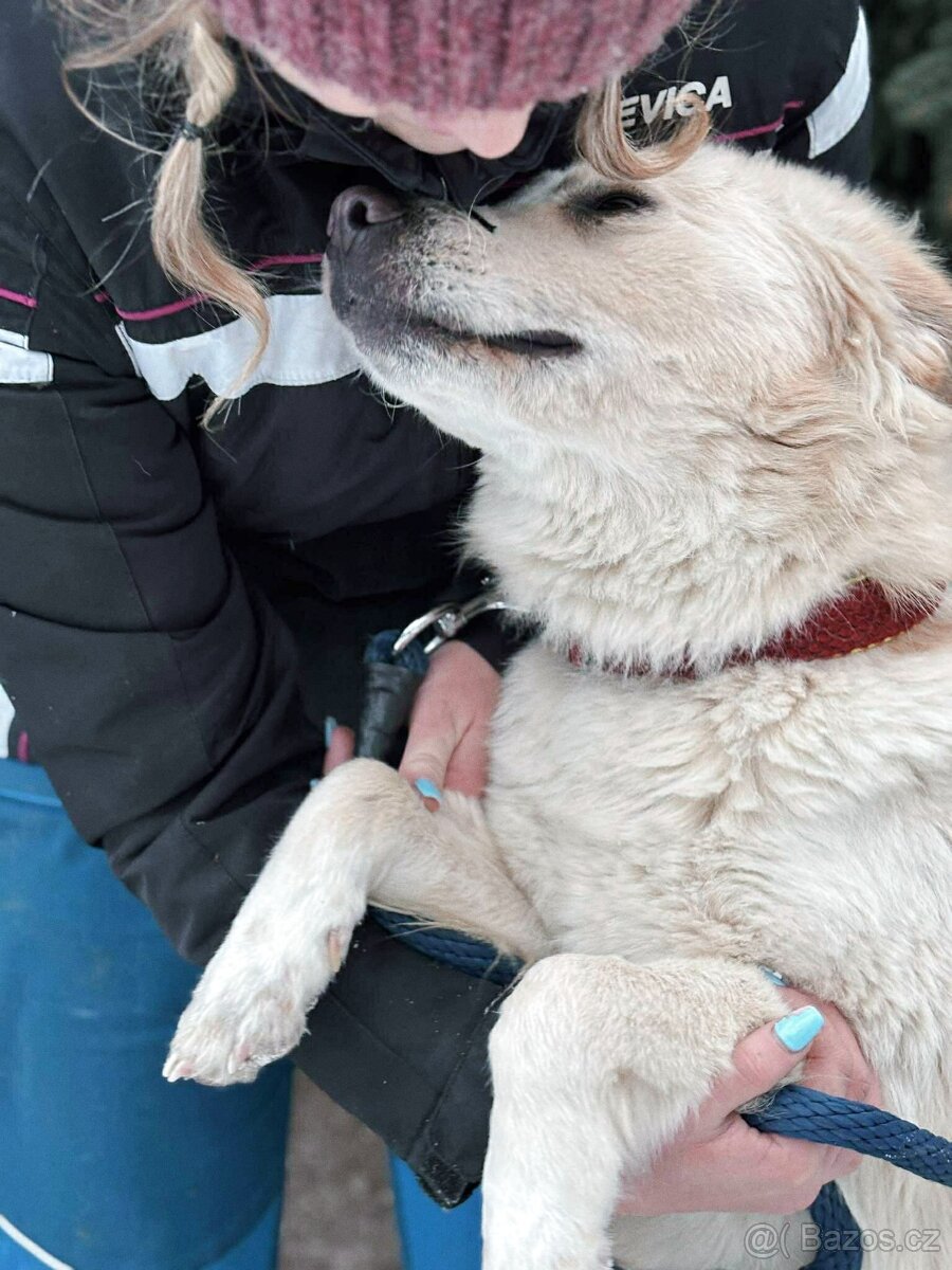 OLIVER - kastrovaný psík 2 roky - 7