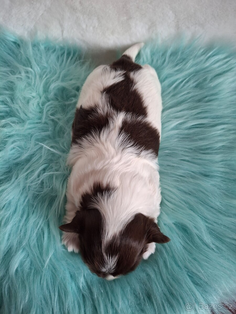 Jorkšírský teriér - biro, biewer - 7