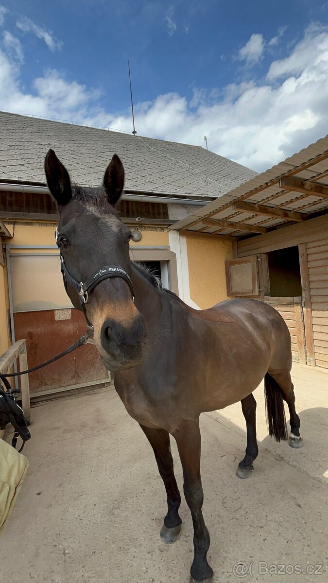 Pronájem koně - 7
