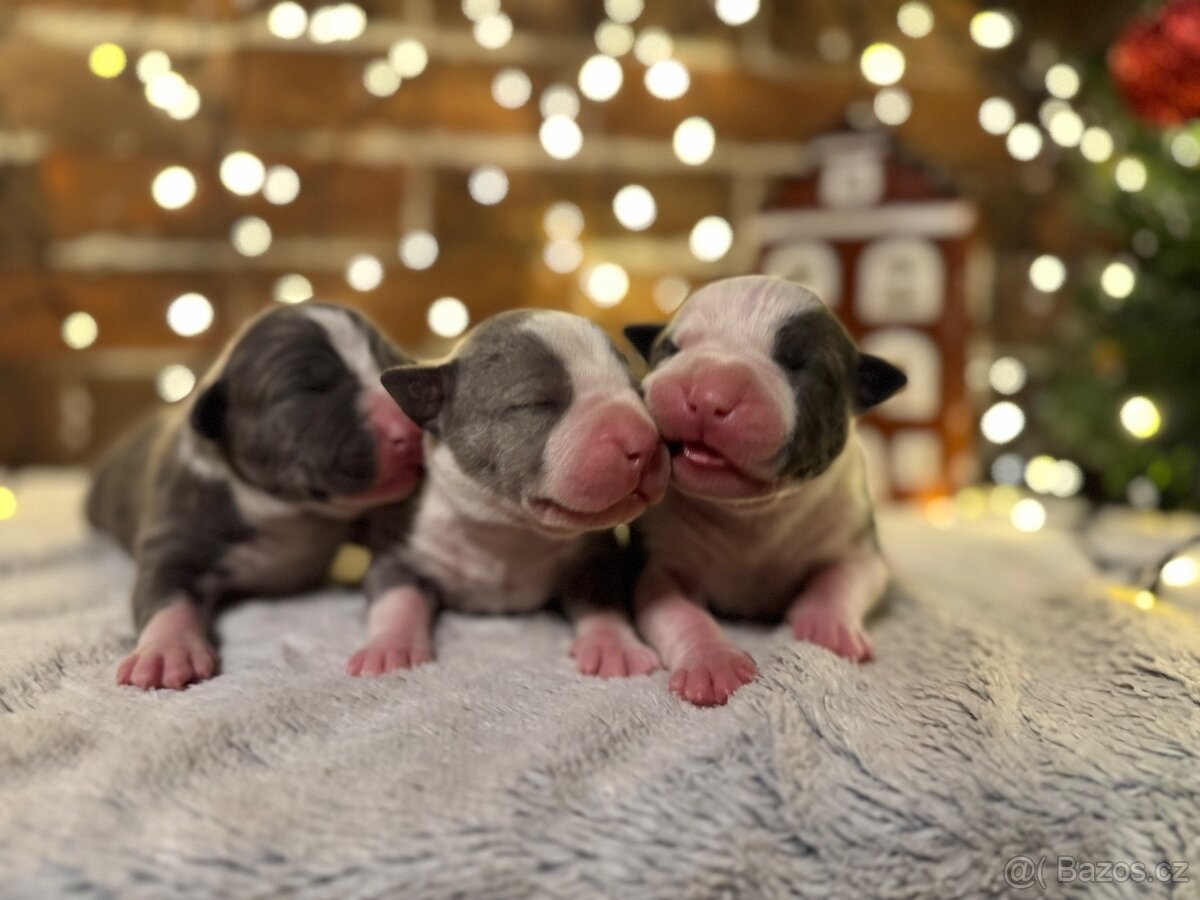 Americký stafordšírský teriér - 7