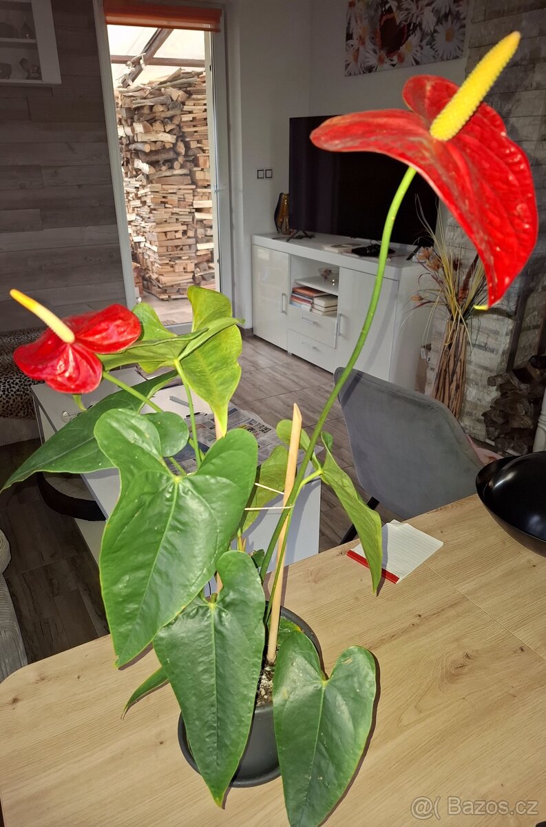 Pokojové květiny - 7