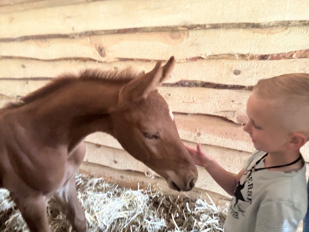 Hřebeček na prodej - 7