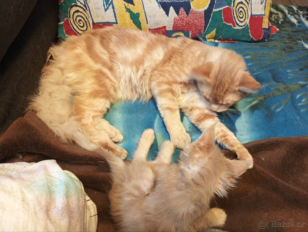 Mainská mývalí koťátka - 7