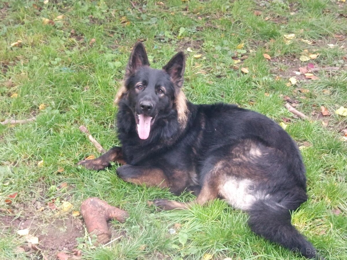 Prodám štěňata německého ovčáka - 7
