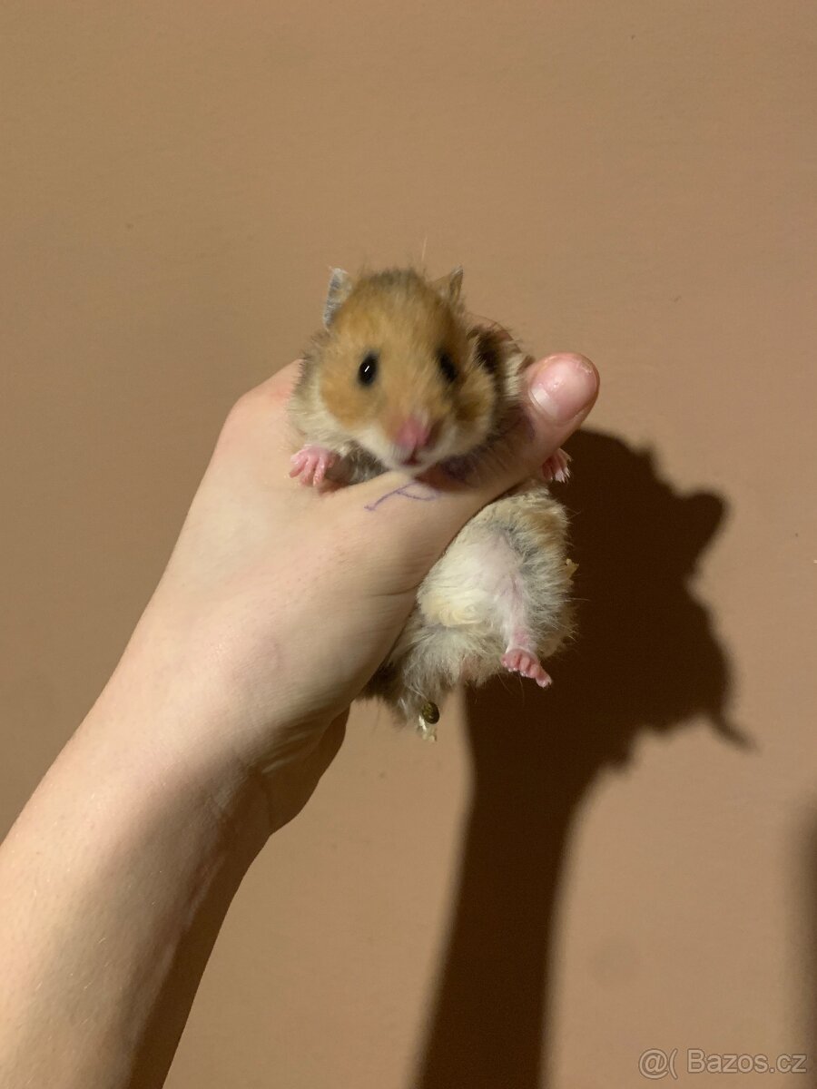 Křeček syrsky mláďata - 7