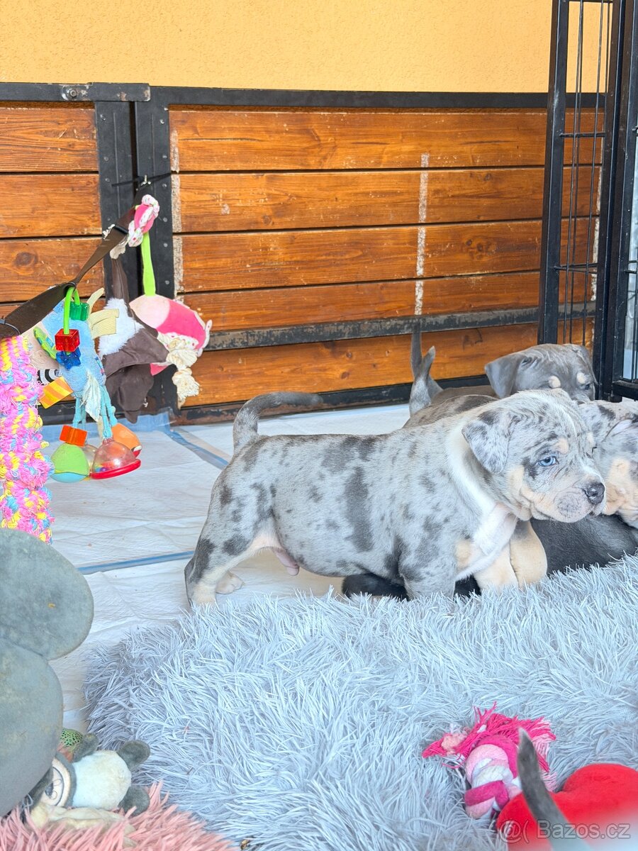 American Bully - 7
