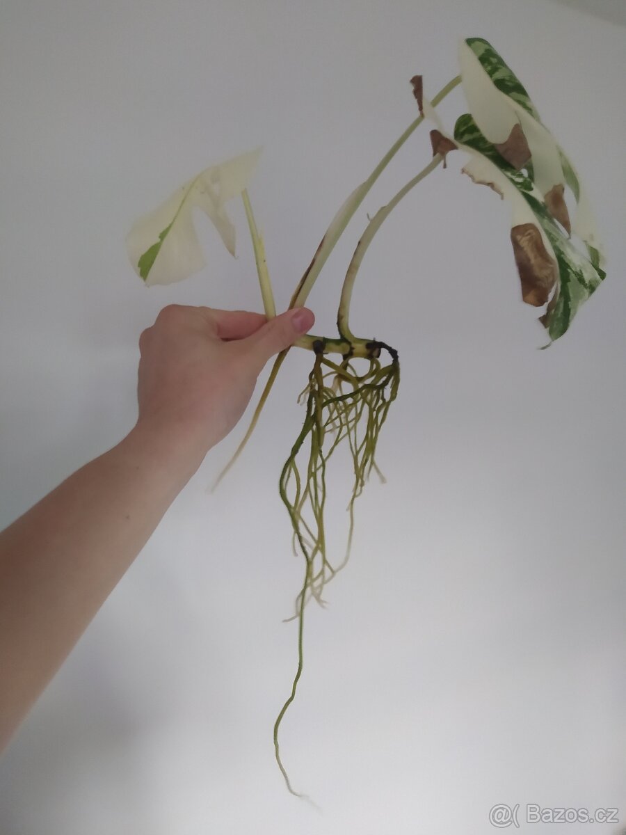 Monstera Albo Variegata - 7