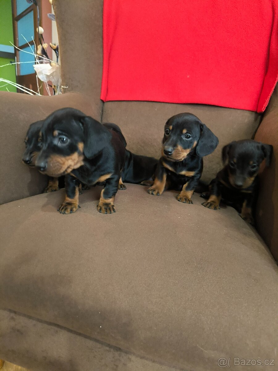 Jezevcik krátkosrtsty - 7