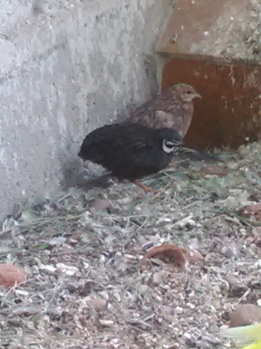 KŘEPELKA ČÍNSKÁ - 7