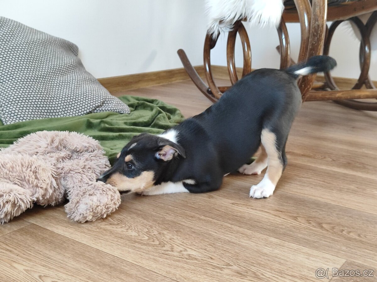 krátkosrstá kólie - 7