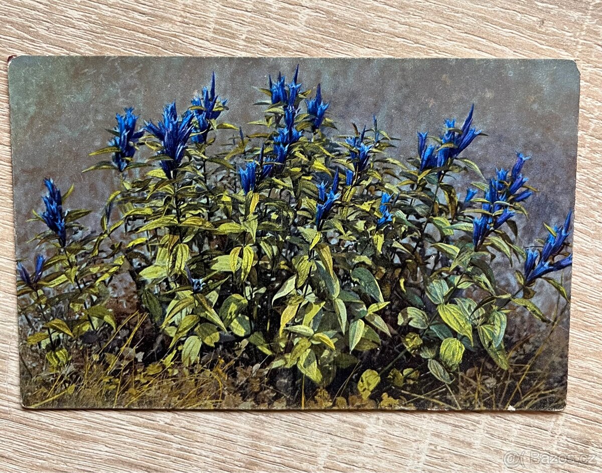 Staré pohlednice - 7