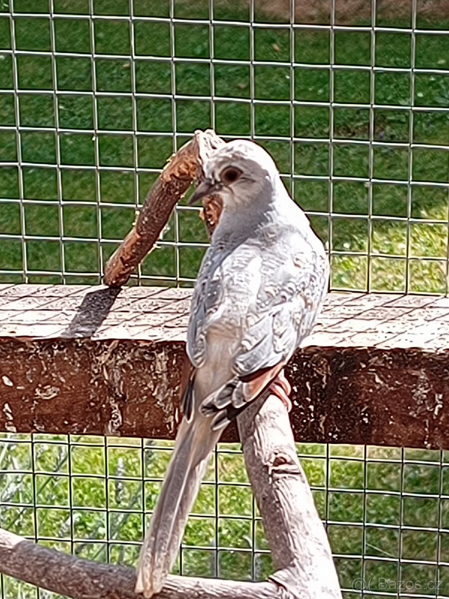 Holoubek diamantovy - 7