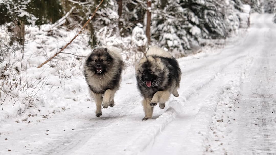 Německý špic vlčí / Keeshond s PP - 7