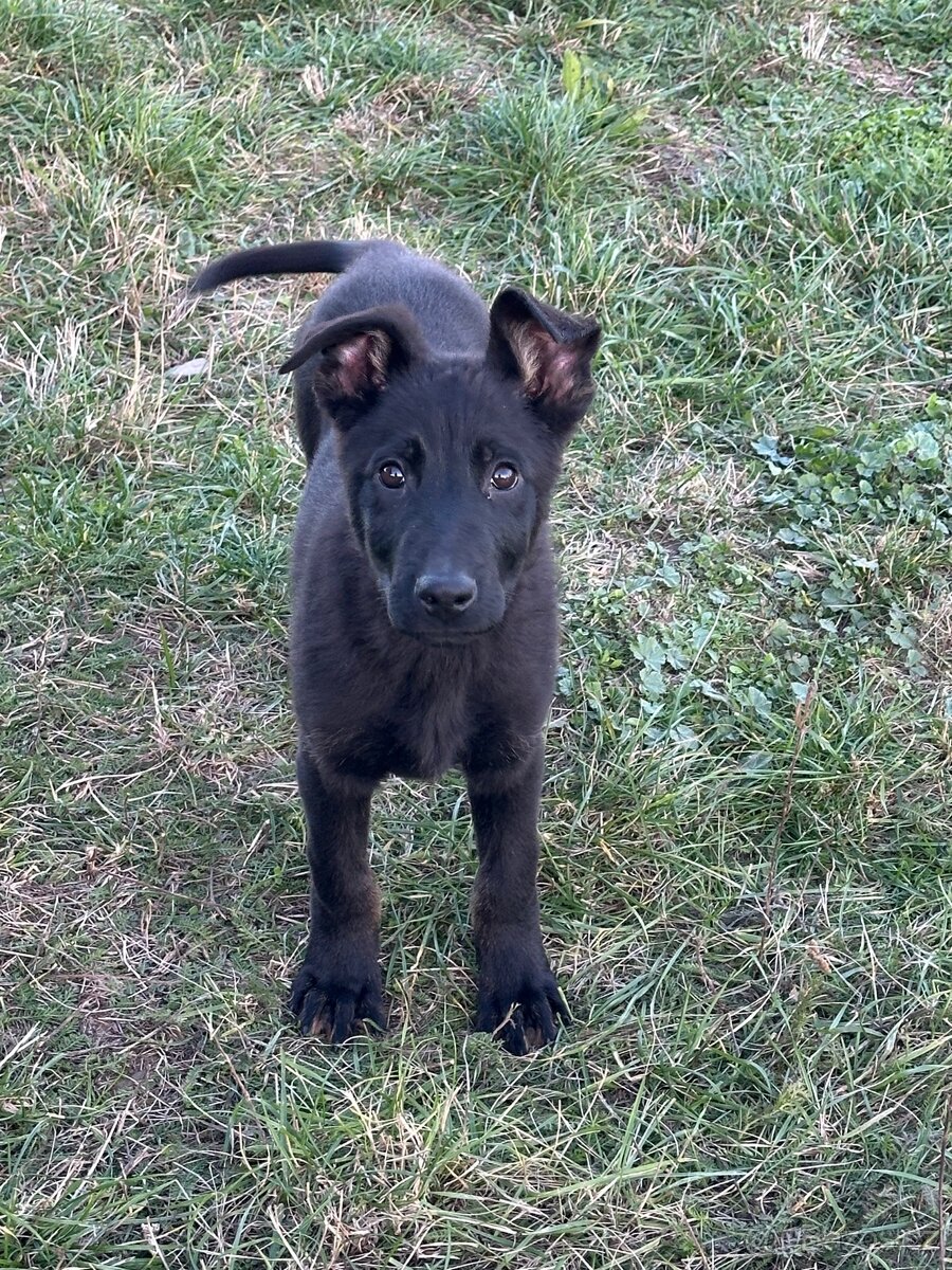 Německý ovčák - 7