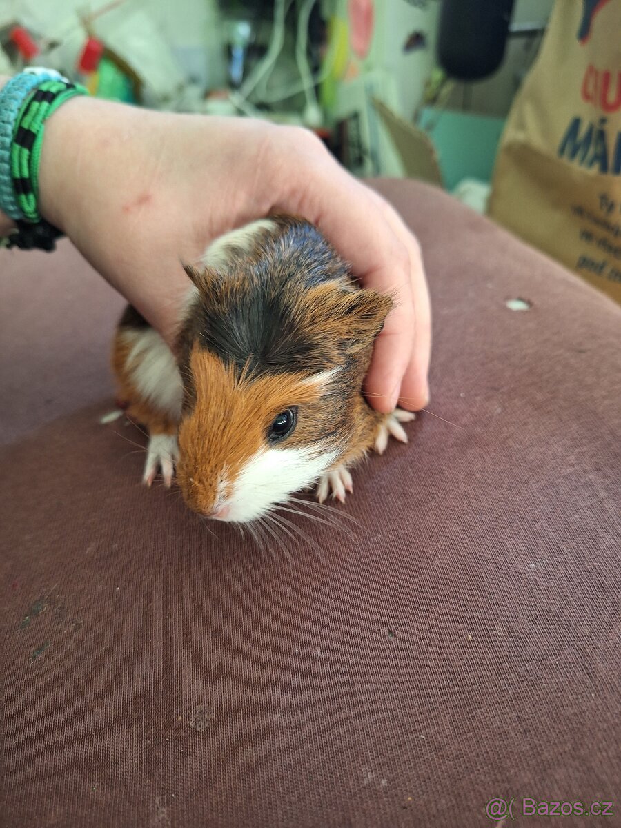 Mláďata morčat samci - 7