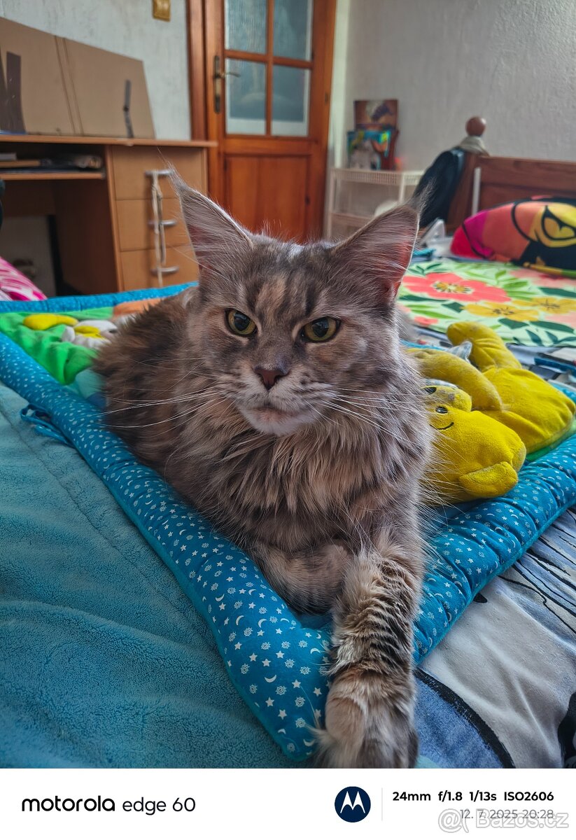 Mainská mývalí bez PP - 7