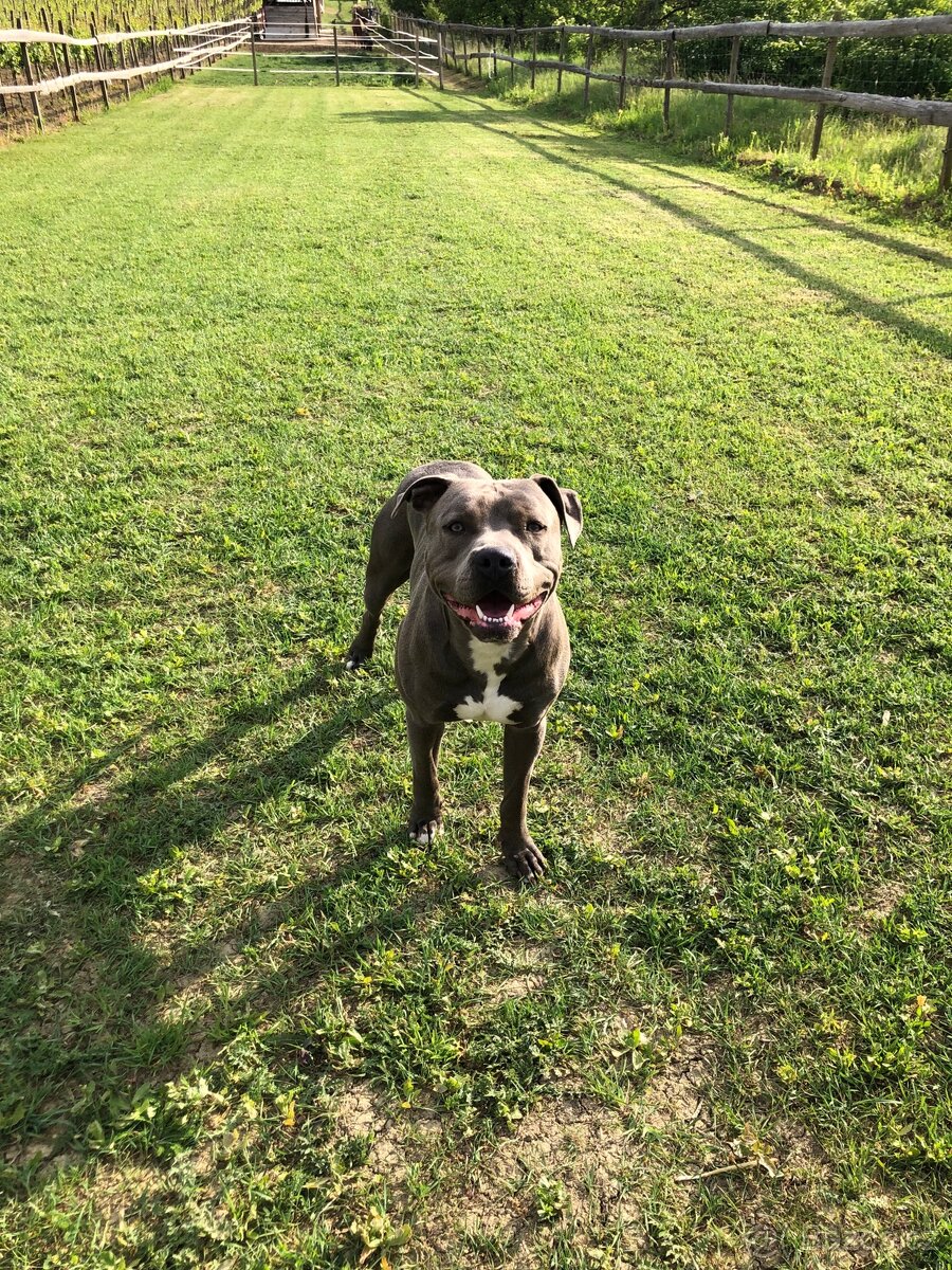 Krytí Americký stafordširský teriér - 7